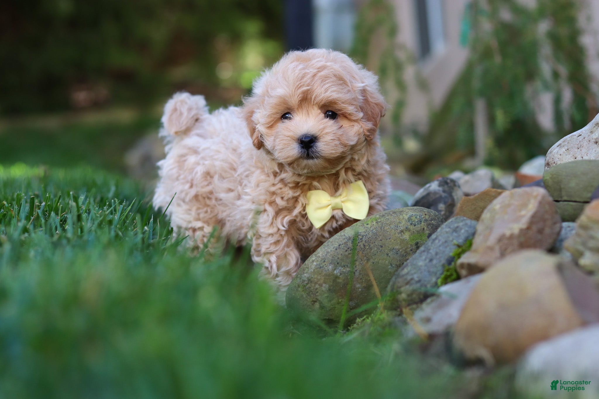 Maltipoo dogs Milo - Ad 1