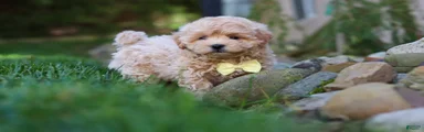 Milo