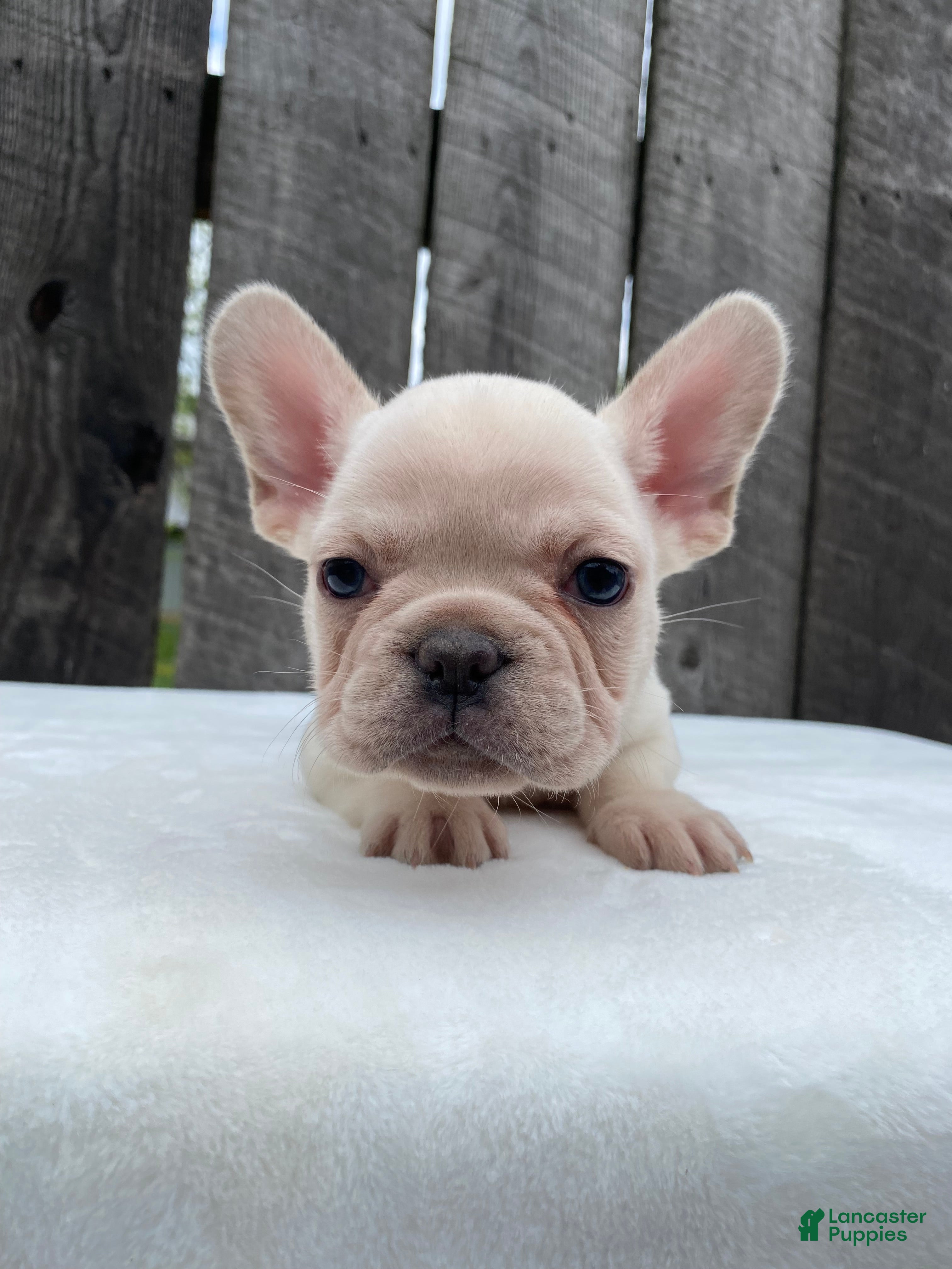 French Bulldog dogs Mitchell  - Ad 2