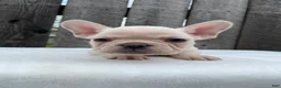 French Bulldog dogs for sale: Mitchell  - Ad 2