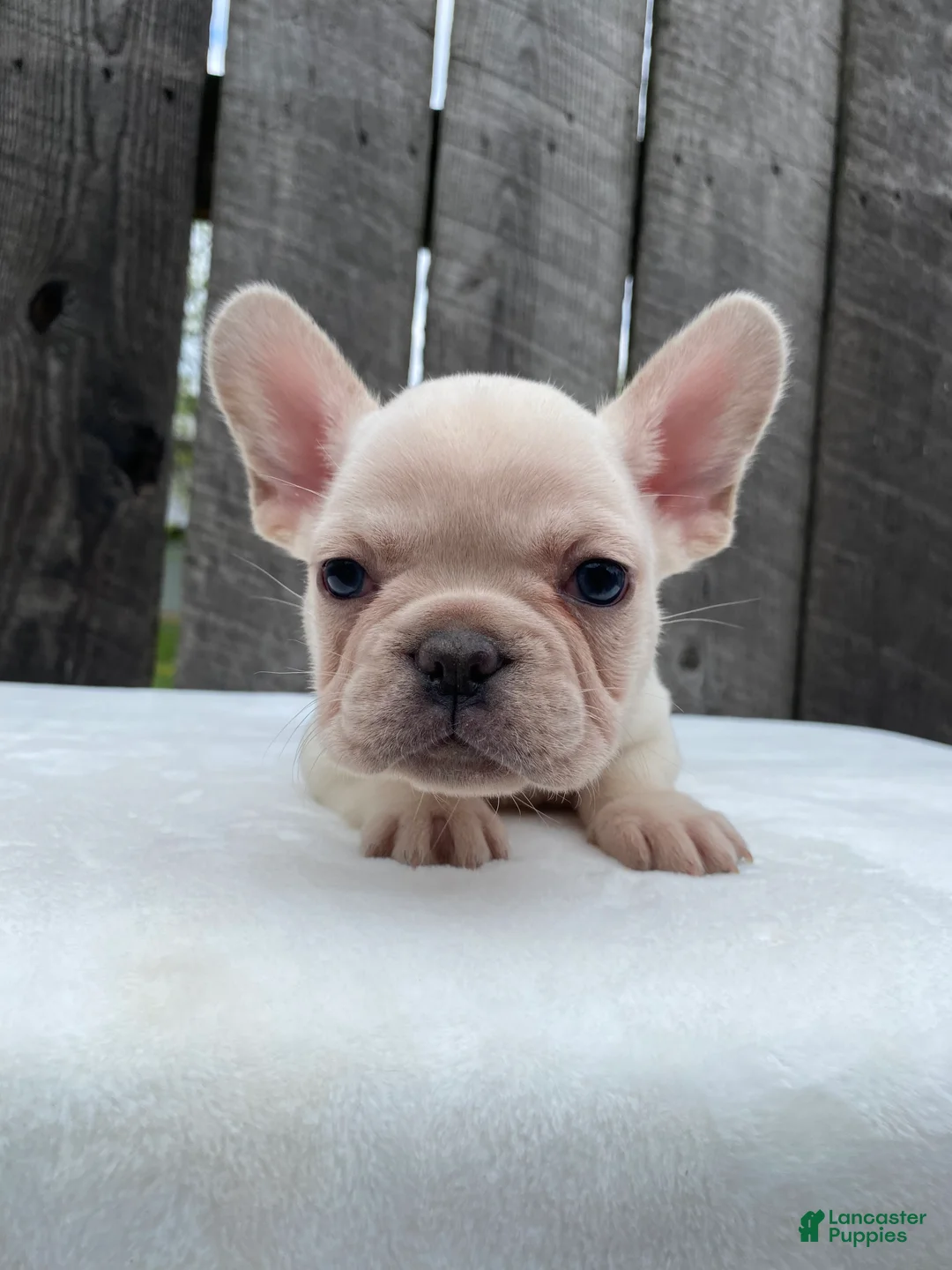 French Bulldog dogs for sale: Mitchell  - Ad 2