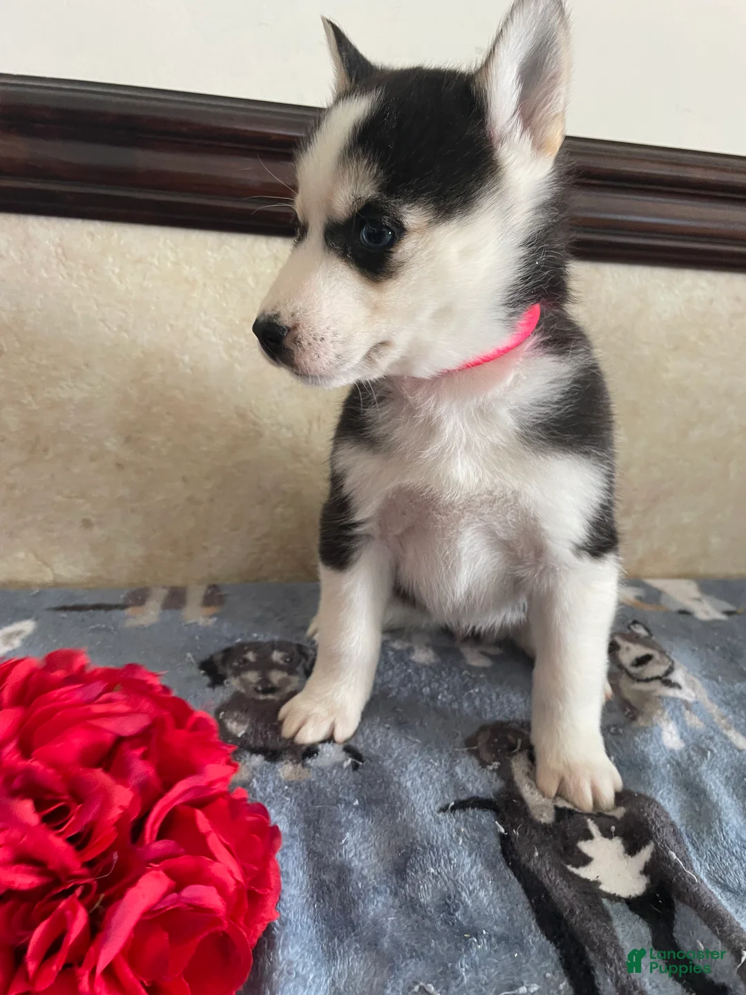 Pomsky dogs for sale: Rachel - Ad 2