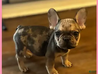 French Bulldog dogs French Bulldog Puppy 5 - Ad 15