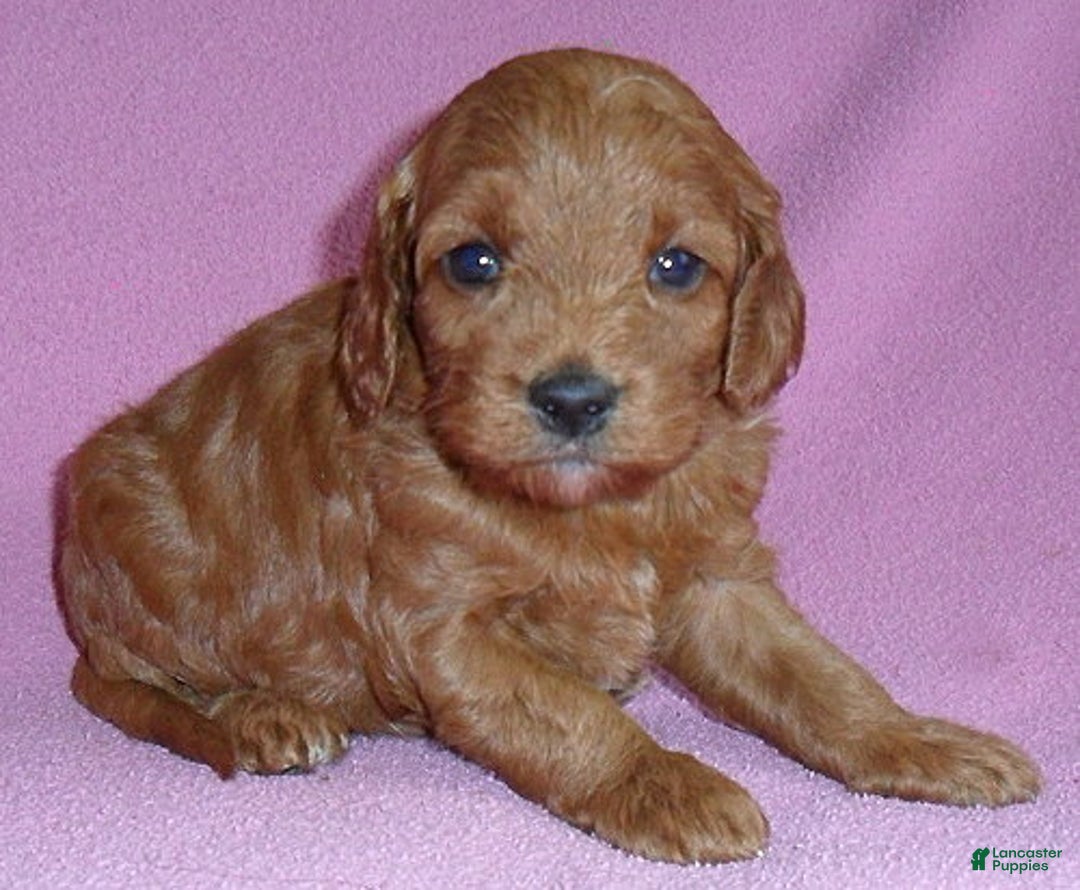 Cockapoo dogs for sale: Annie - Ad 4