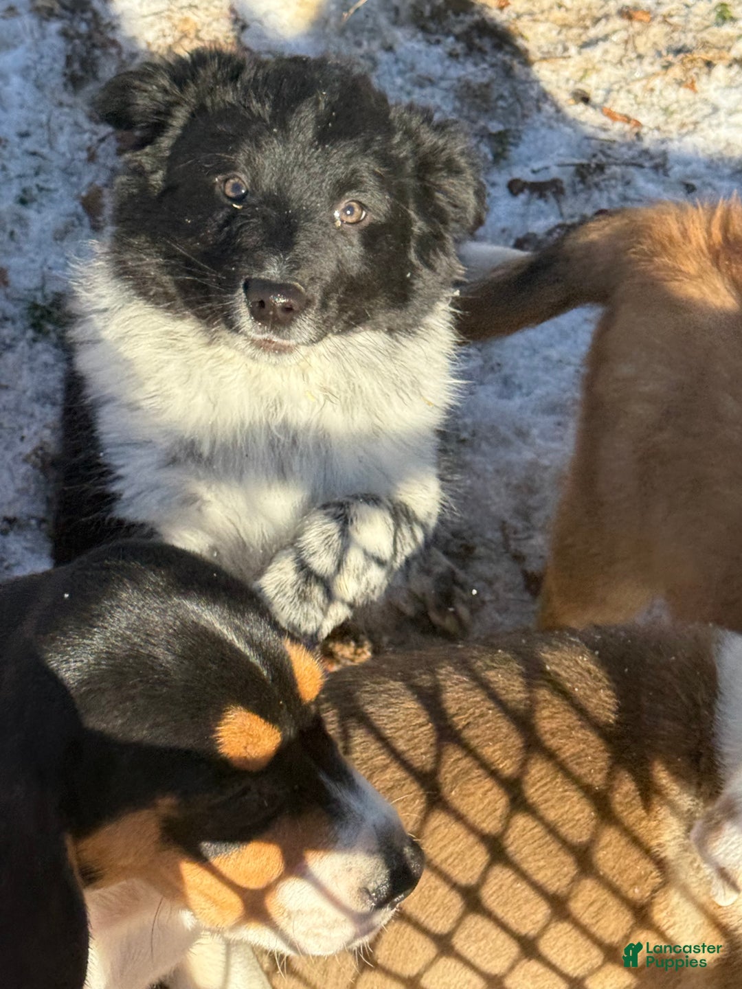 Mixed Breed dogs for sale: Mixed Breed Puppy 3 - Ad 3