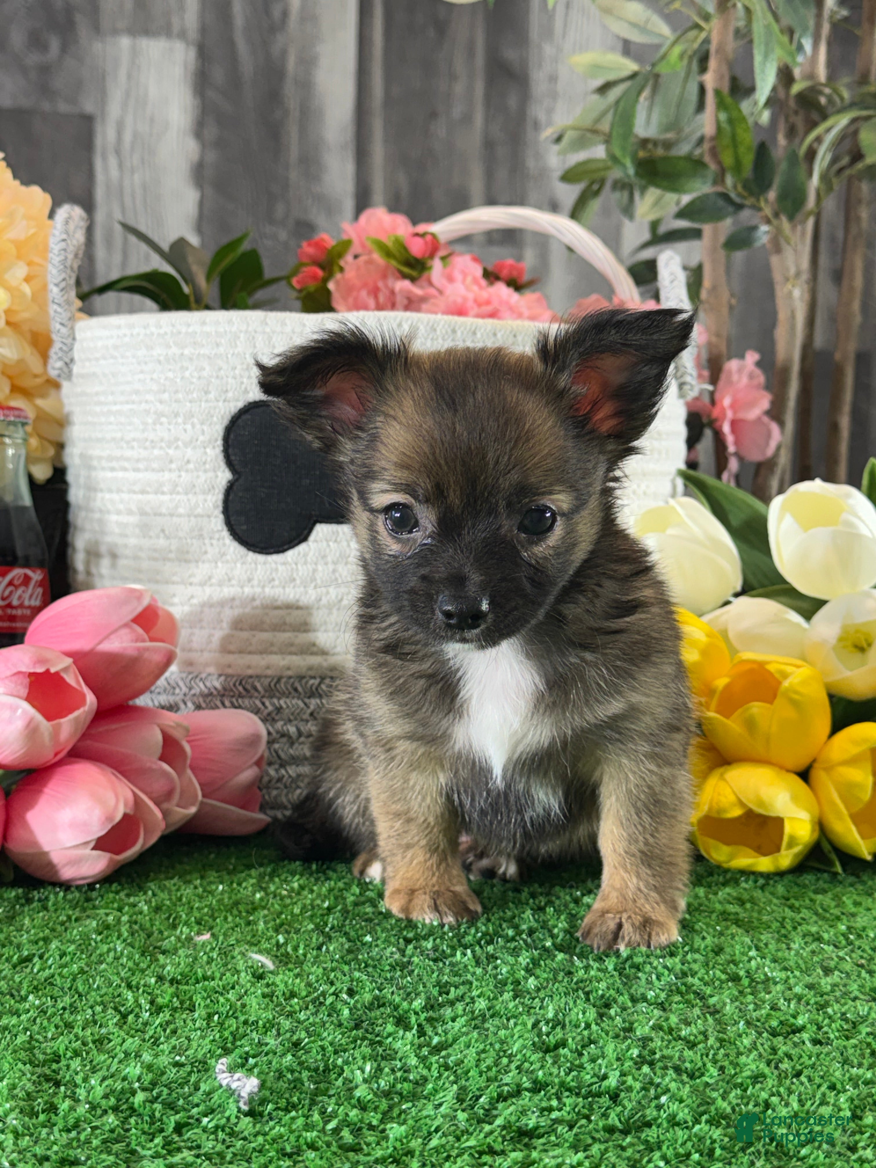 Chihuahua dogs for sale: Franklin  - Ad 5