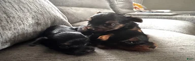 Yorkshire Terrier 3