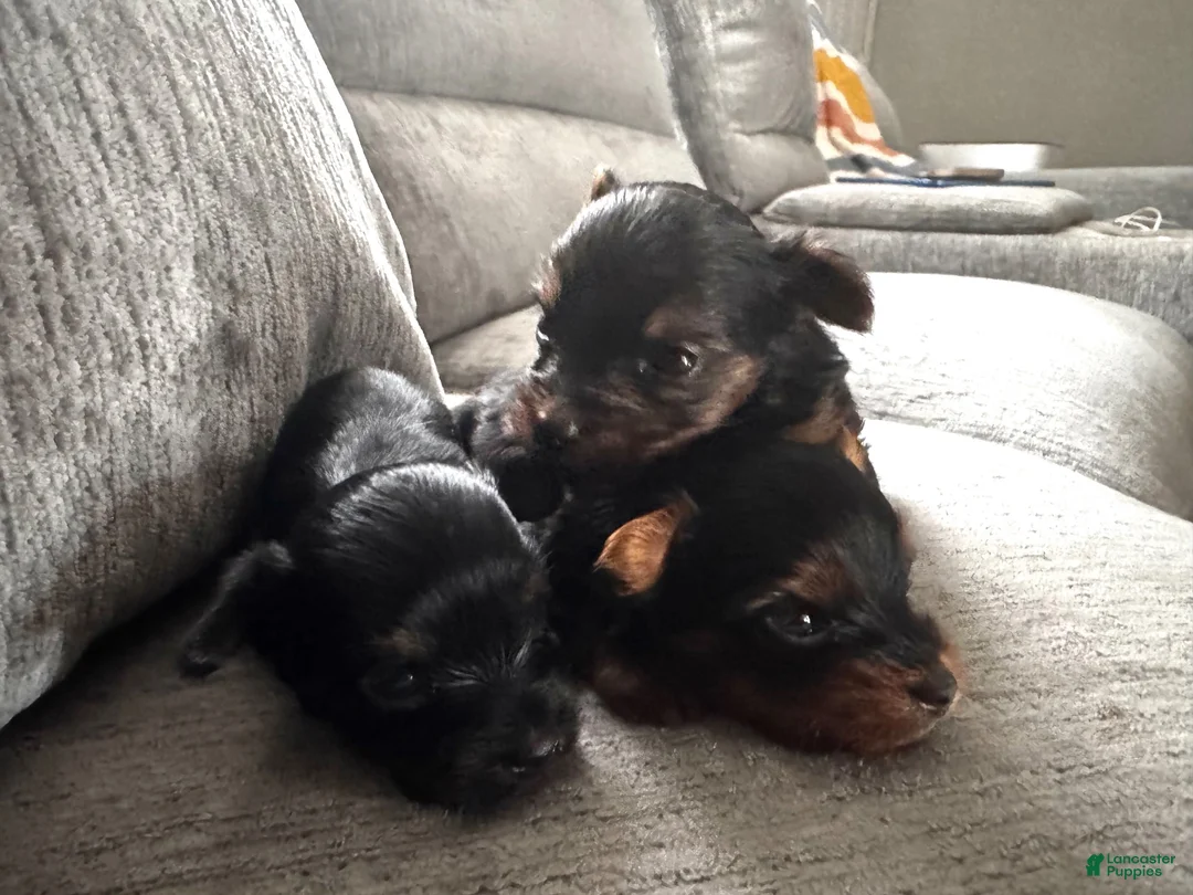 Yorkshire Terrier dogs for sale: Yorkshire Terrier 3 - Ad 1