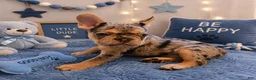 French Bulldog dogs for sale: Smoky - Ad 2