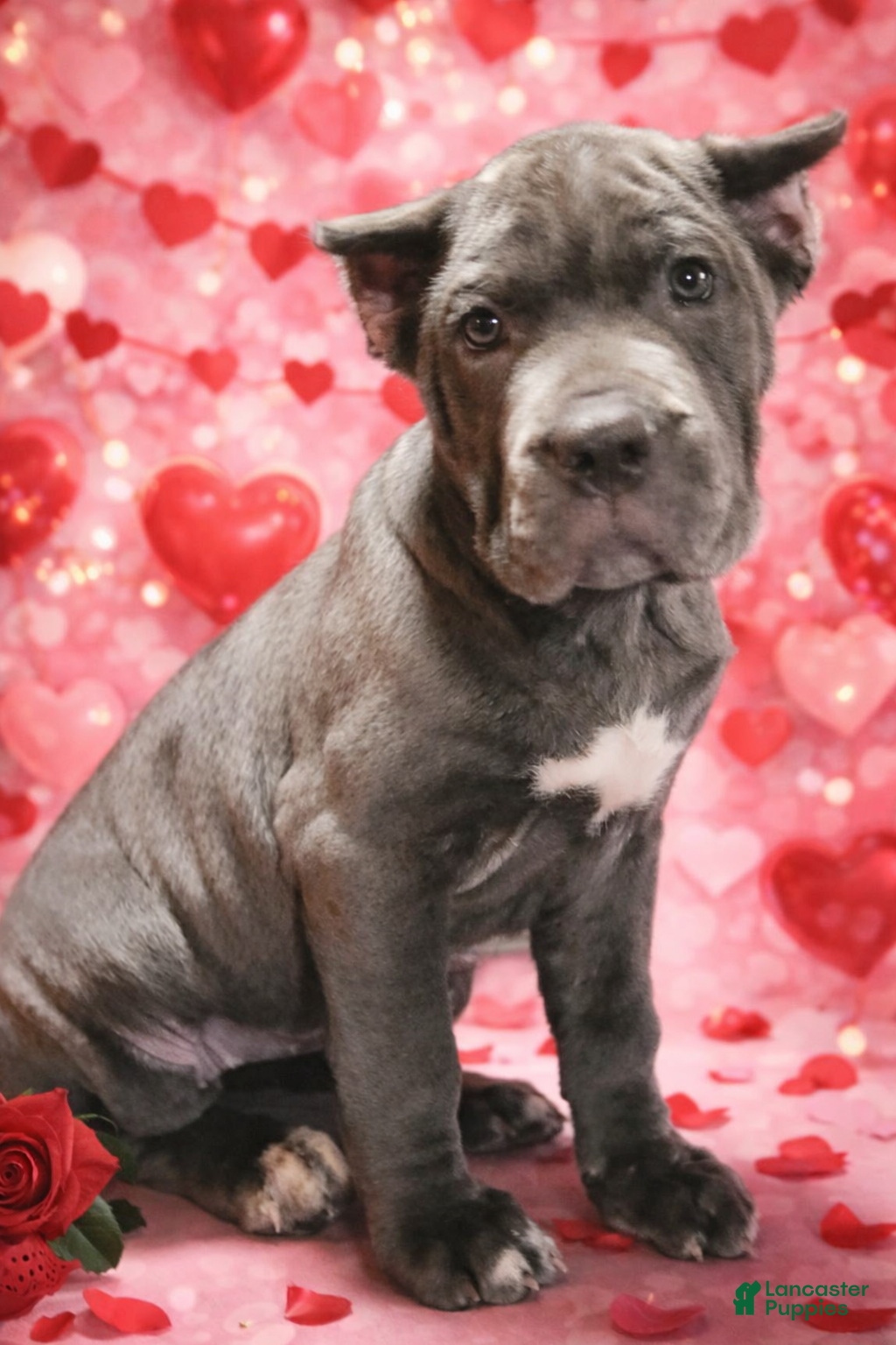 Cane Corso dogs Cane Corso Puppy 9 Sandy - Ad 7