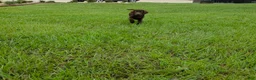 Labrador Retriever dogs for sale: Oscar - Ad 4