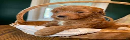 Mixed Breed dogs for sale: Sunny - Ad 4