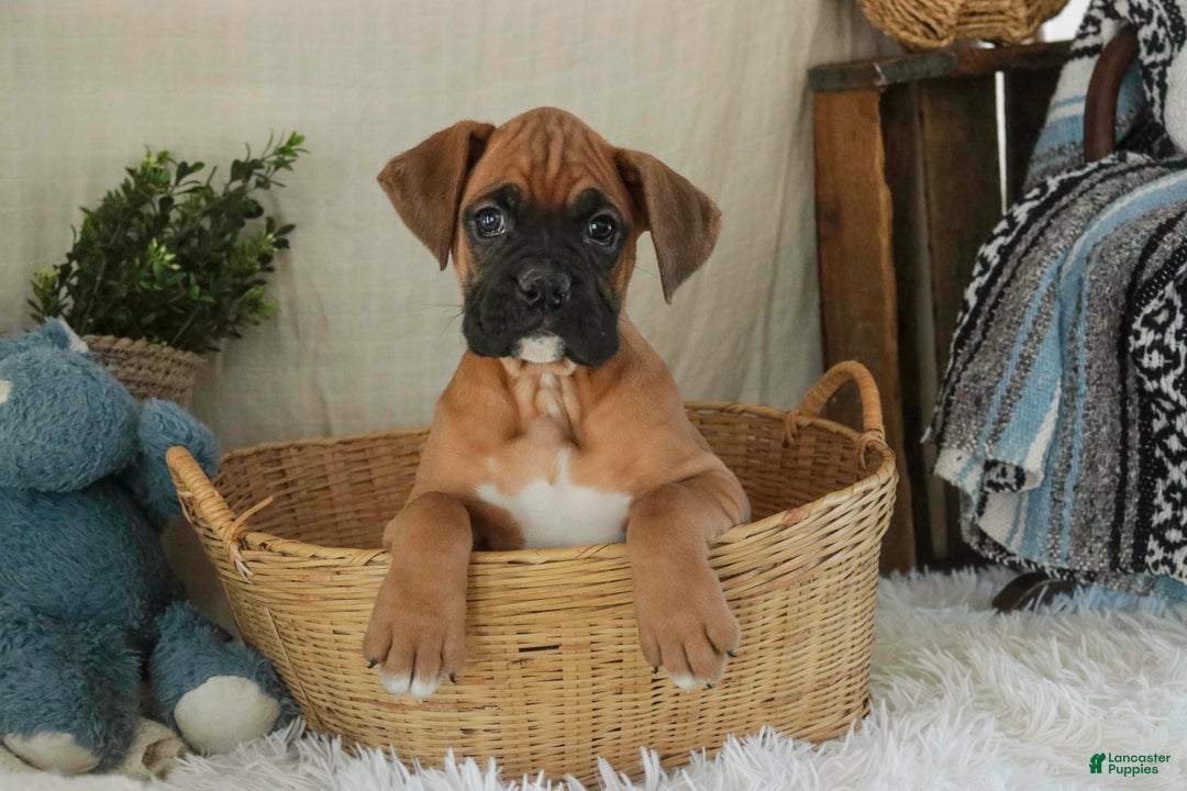 Boxer dogs for sale: Cleo - Ad 10