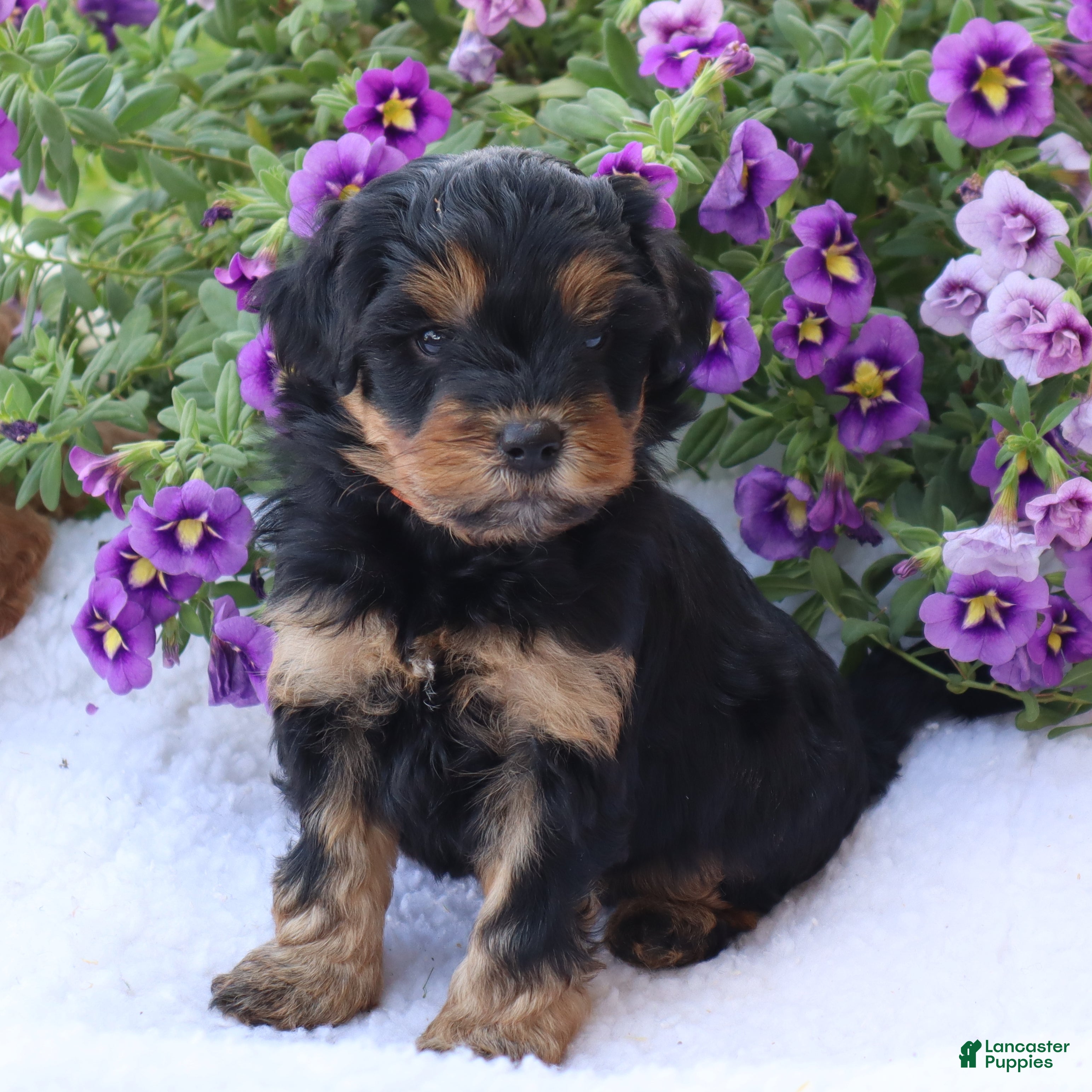 Mini Goldendoodle dogs for sale: Chuck - Ad 2