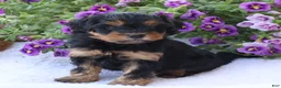 Mini Goldendoodle dogs for sale: Chuck - Ad 1