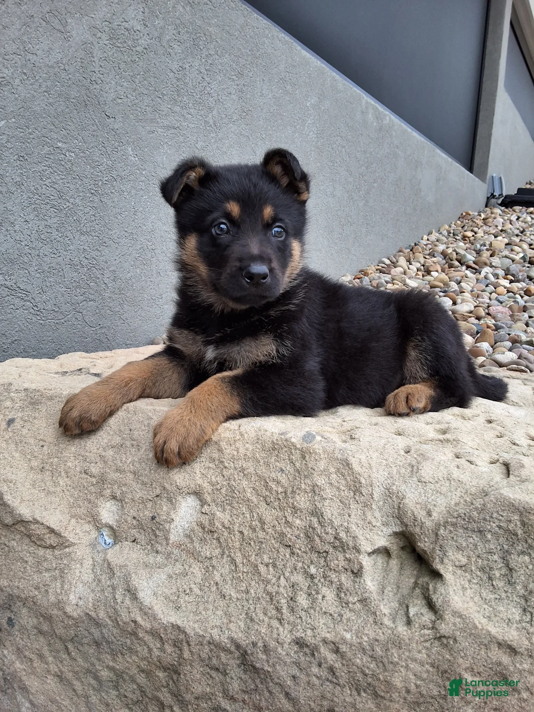 German Shepherd dogs for sale: Karl - Ad 2