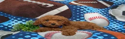 Miniature Poodle dogs for sale: Rex AKC Registered - Ad 6