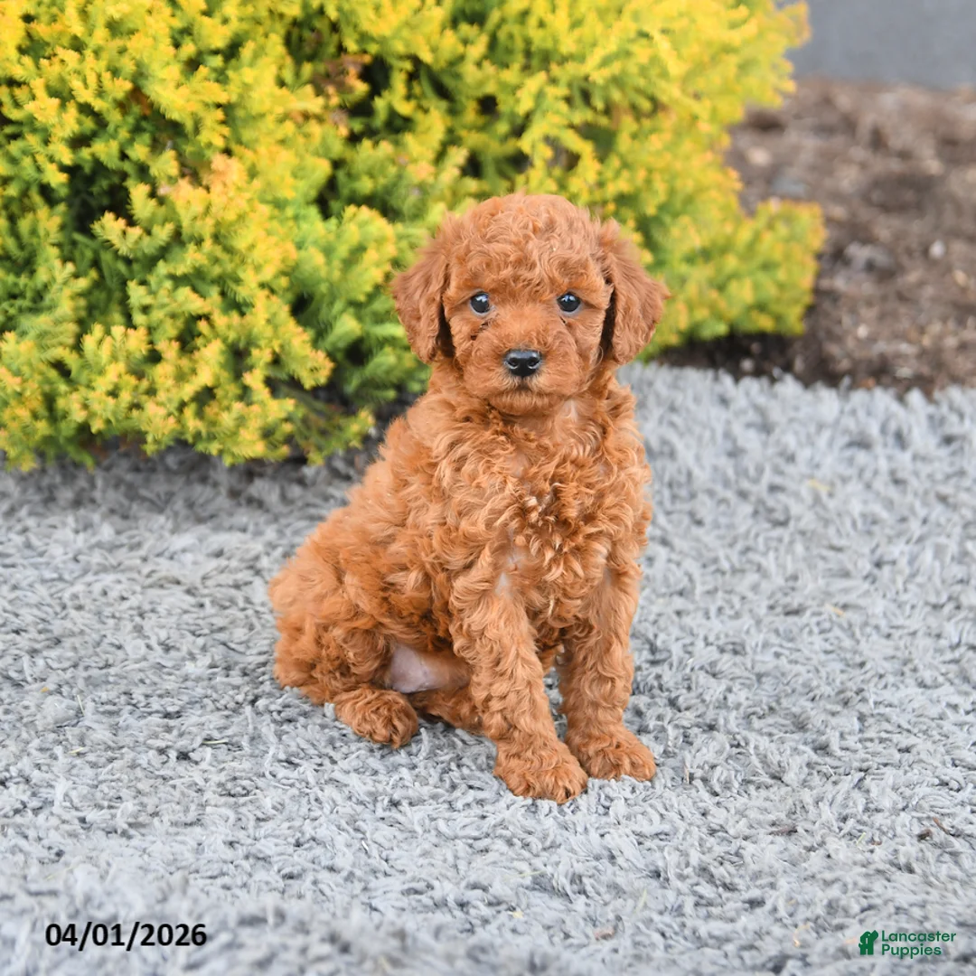 Miniature Poodle dogs for sale: Crumpet - Ad 5