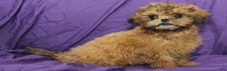 Shihpoo dogs for sale: Peanut - Ad 2