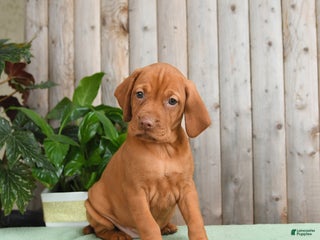 Vizsla dogs - Ad 9