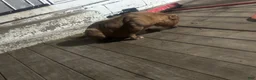 American Bully dogs for sale: Saweetie - Ad 3
