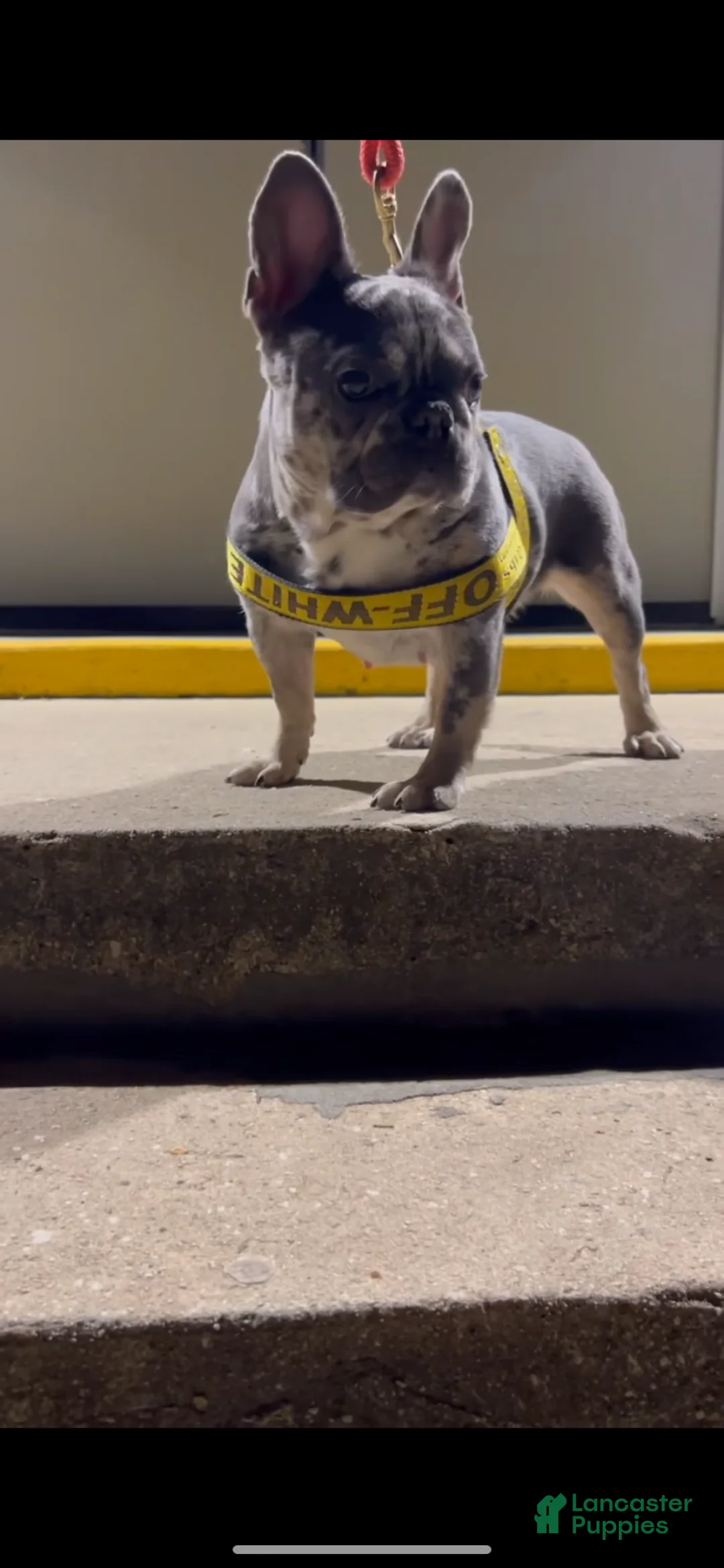 French Bulldog dogs for sale: French Bulldog Puppy 5 - Ad 2