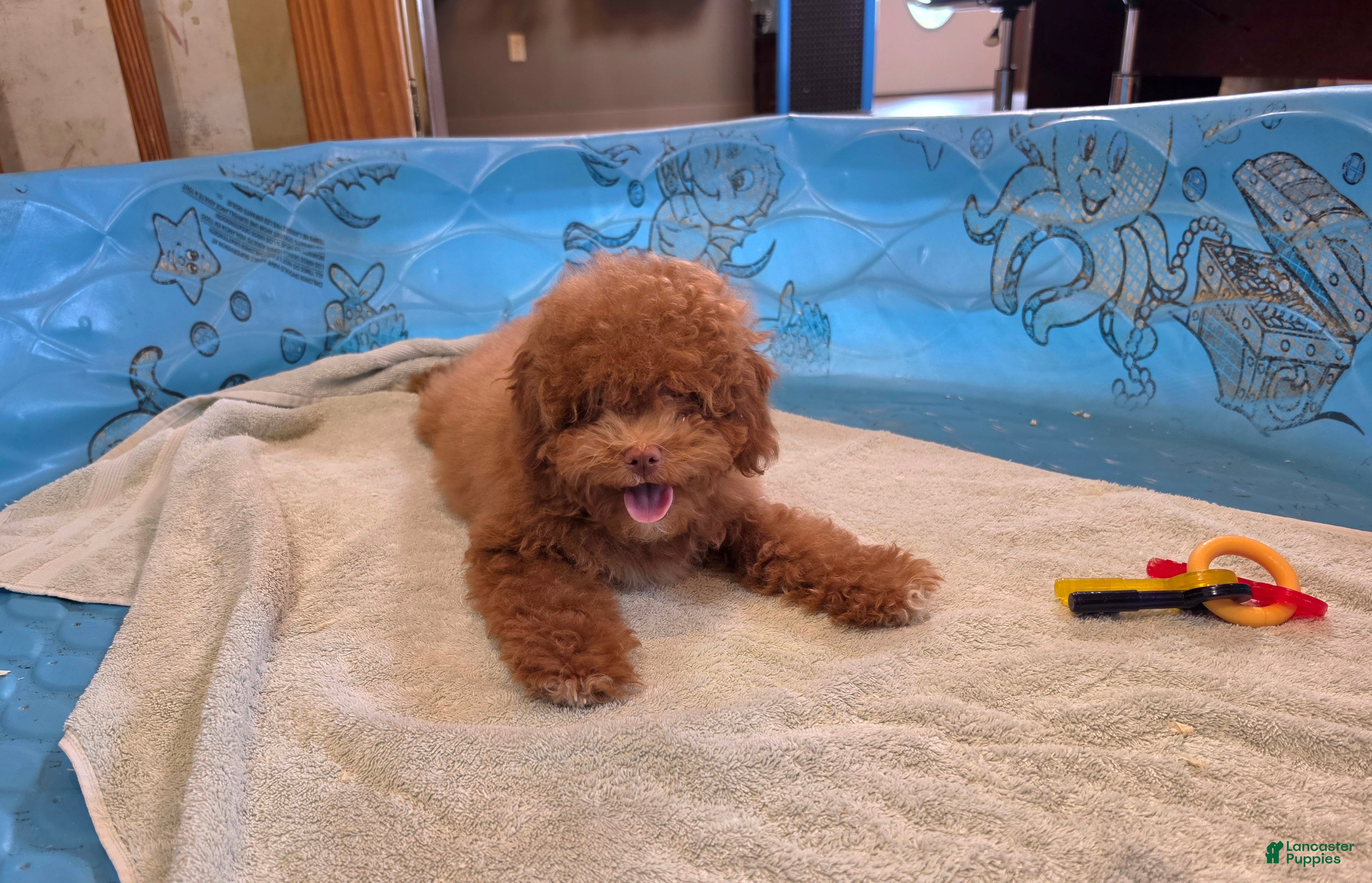 Miniature Poodle dogs Ned - Ad 2