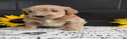 Goldendoodle dogs for sale: Libby  - Ad 12