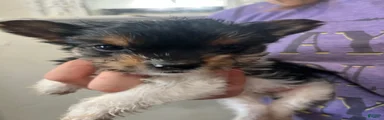 Yorkshire Terrier Puppy 2