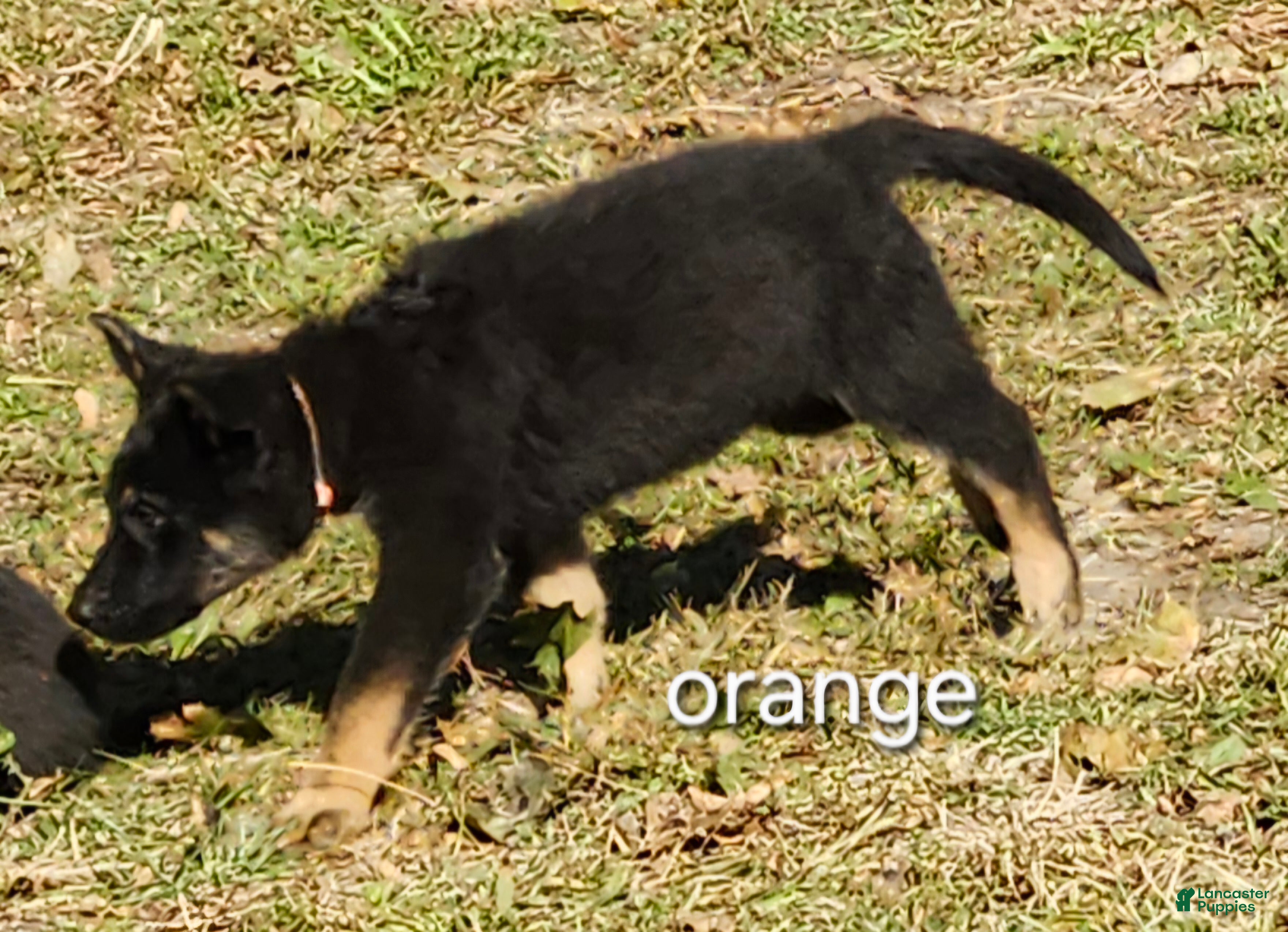German Shepherd dogs for sale: Orange Boy - Ad 23