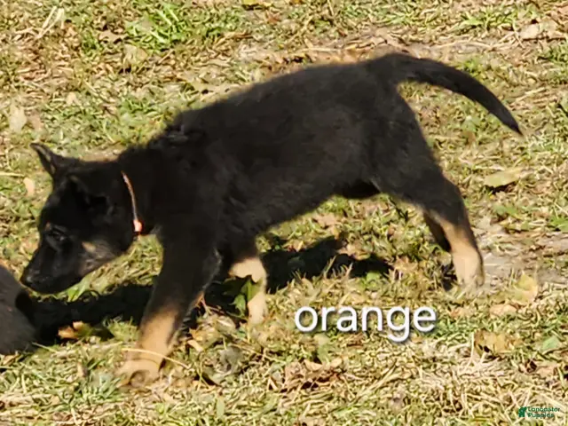 German Shepherd dogs for sale: Orange Boy - Ad 23