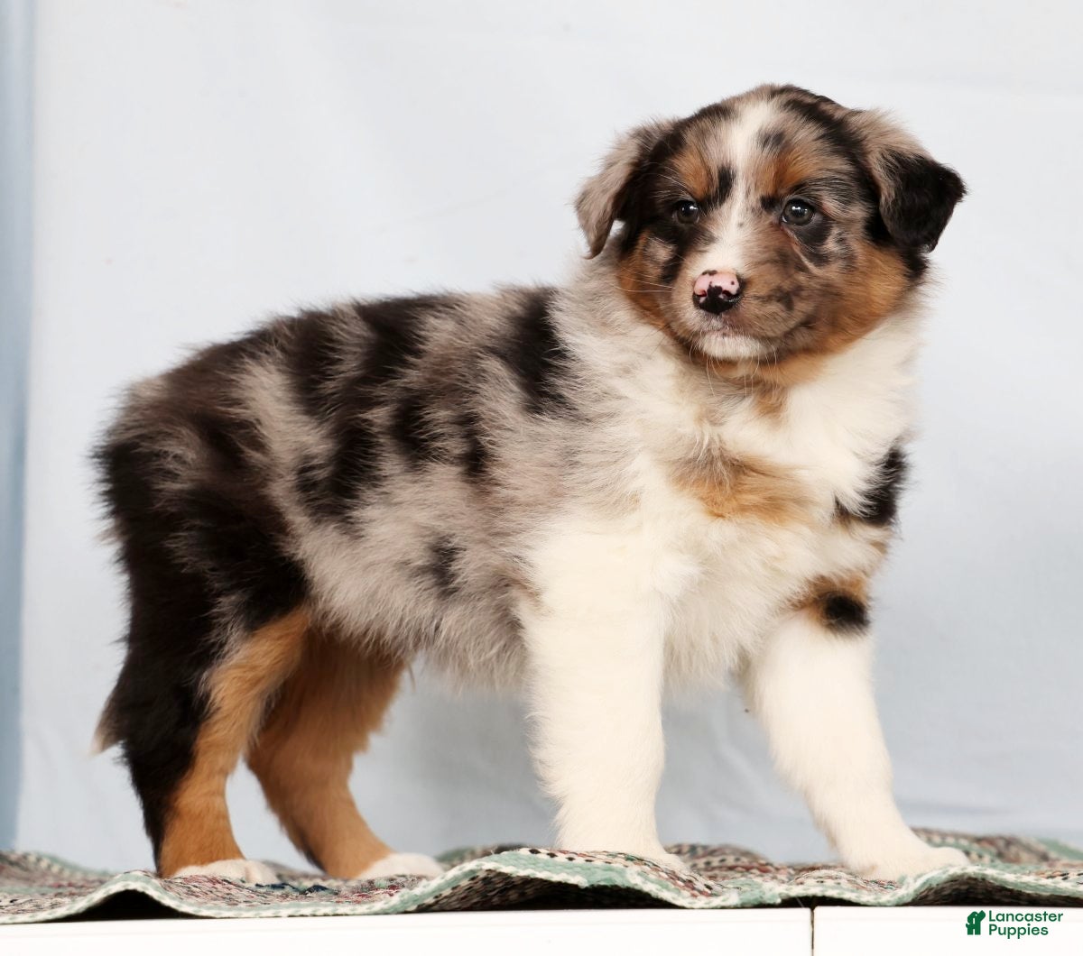 Australian Shepherd dogs Jerry - Ad 1