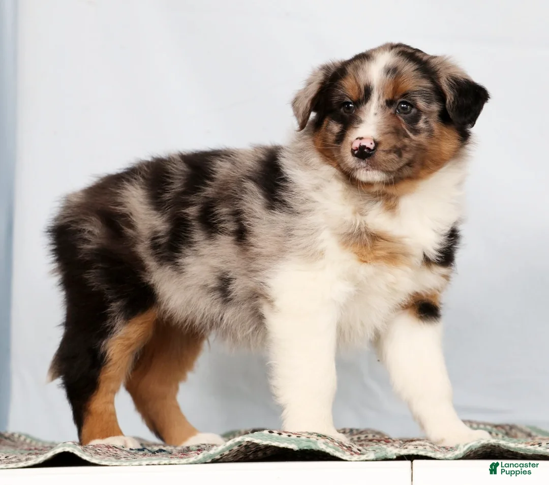 Australian Shepherd dogs for sale: Jerry - Ad 1