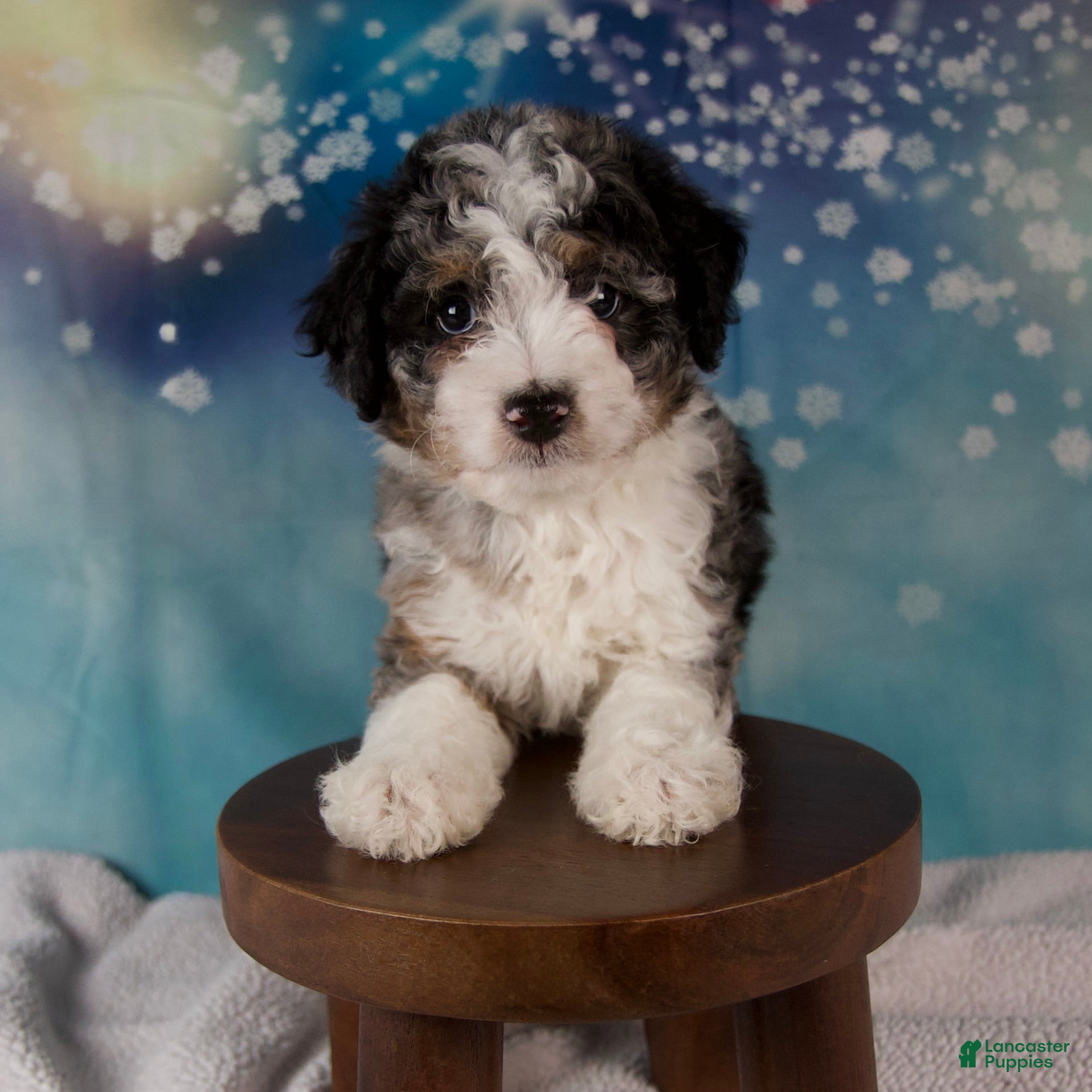 Mini Bernedoodle dogs Cheryl - Ad 2