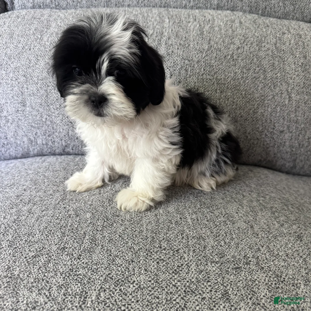 Shih Tzu dogs for sale: Bob - Ad 2