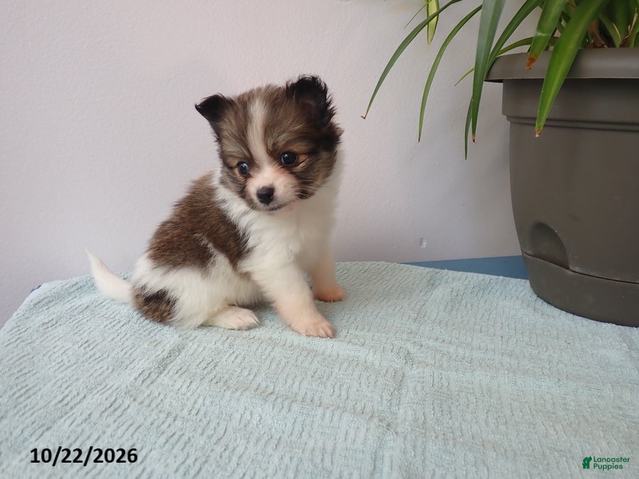 Pomeranian dogs Daisy - Ad 1
