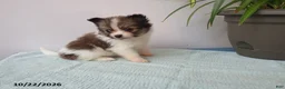 Pomeranian dogs for sale: Daisy - Ad 1