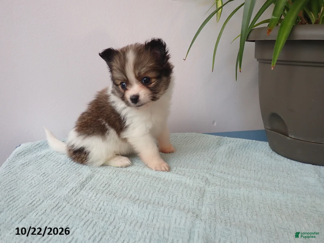 Pomeranian dogs for sale: Daisy - Ad 1