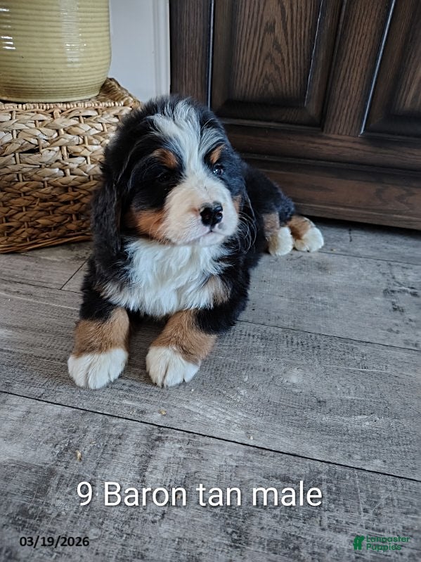 Bernese Mountain Dog dogs Baron - Ad 1