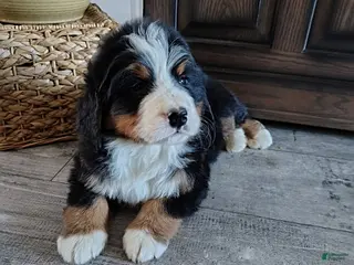 Bernese Mountain Dog dogs for sale: Baron - Ad 2