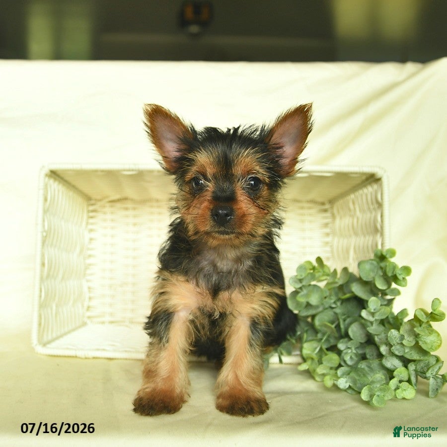 Yorkshire Terrier dogs Lori  - Ad 1
