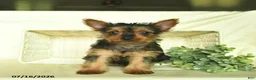 Yorkshire Terrier dogs for sale: Lori  - Ad 1