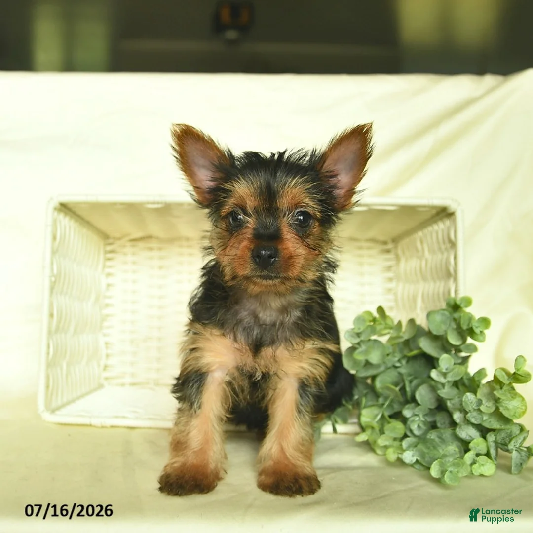 Yorkshire Terrier dogs for sale: Lori  - Ad 1