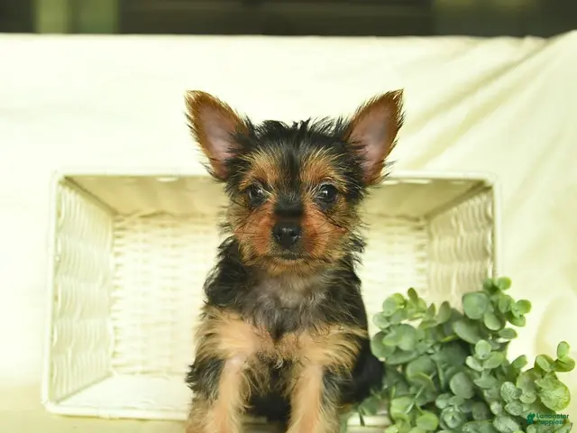 Yorkshire Terrier dogs for sale: Lori - Ad 1