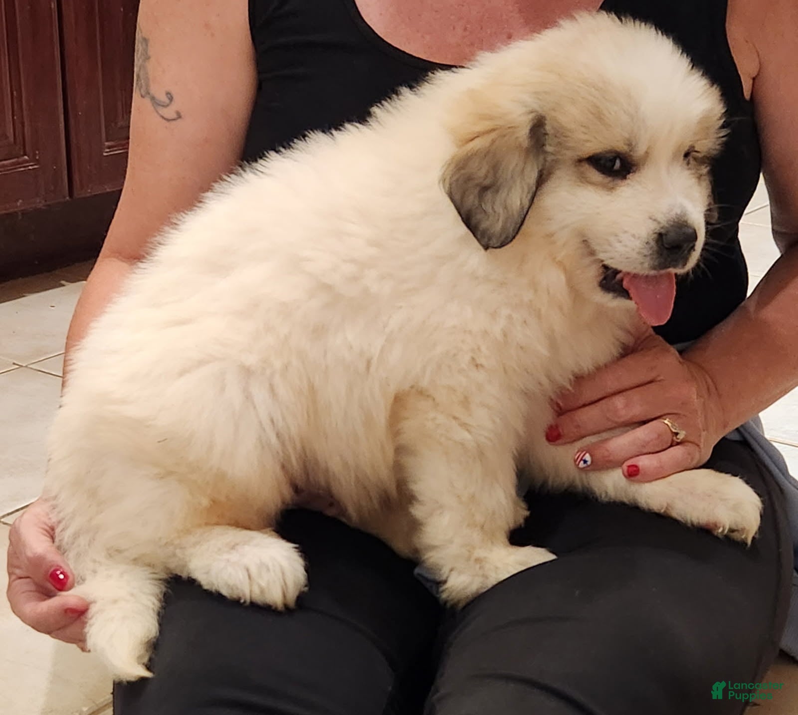 Great Pyrenees dogs Boy Puppy 2 - Ad 2