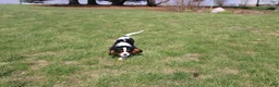 Cavalier King Charles Spaniel dogs for sale: Congo - House and Crate Trained - Ad 11