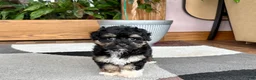 Havapoo dogs for sale: Havapoo boy 1 TriColor - Ad 7
