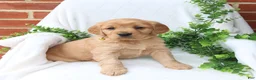 Miniature Golden Retriever dogs for sale: Jade - Ad 3