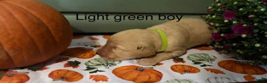 Light green boy