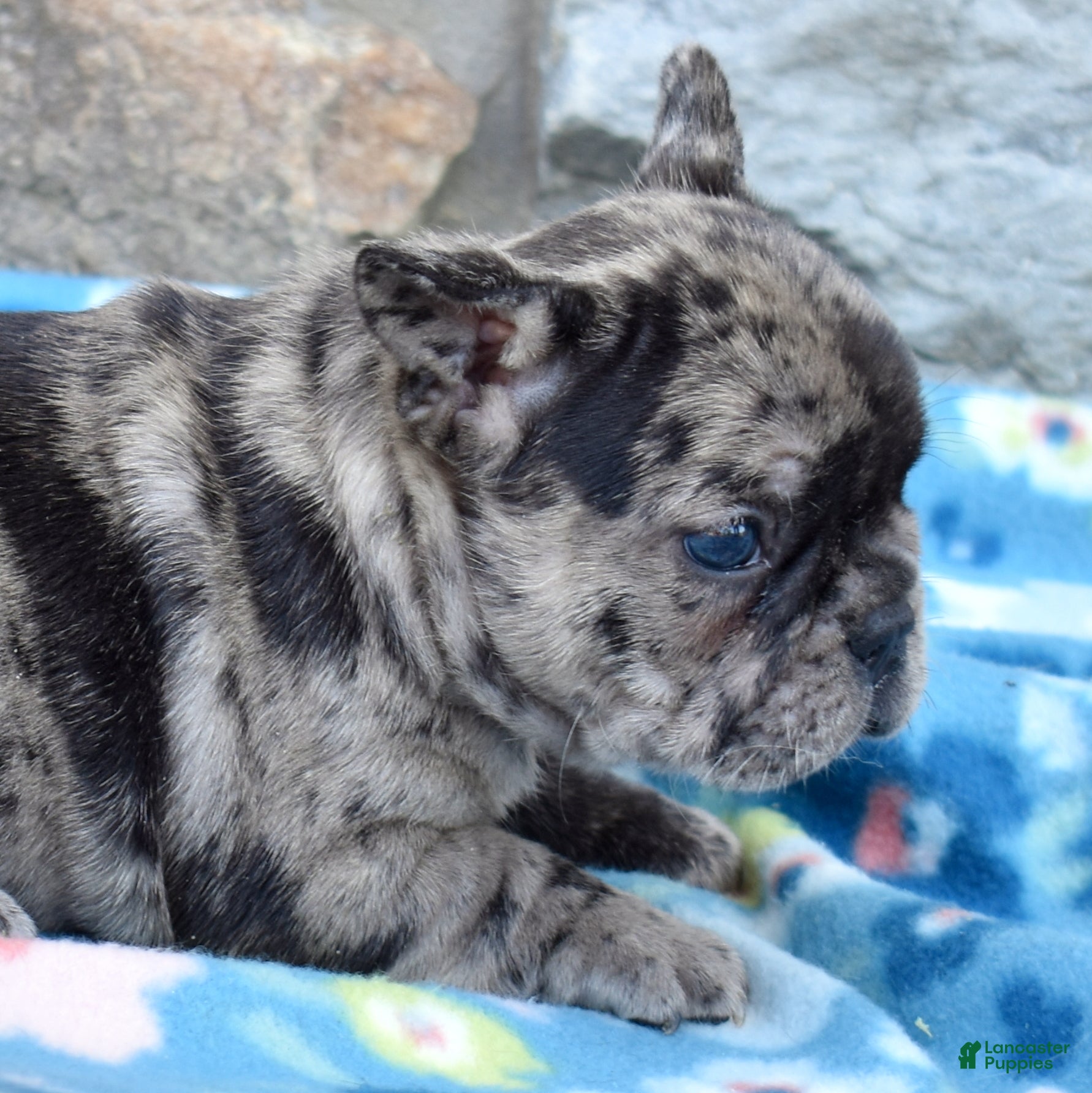 French Bulldog dogs Cove - Ad 2